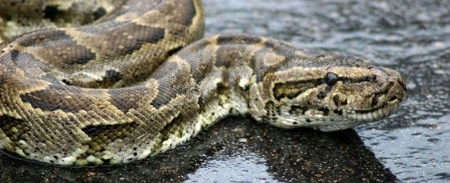 regurgitation in snakes