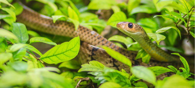 This rad reptile is ready for his close up.