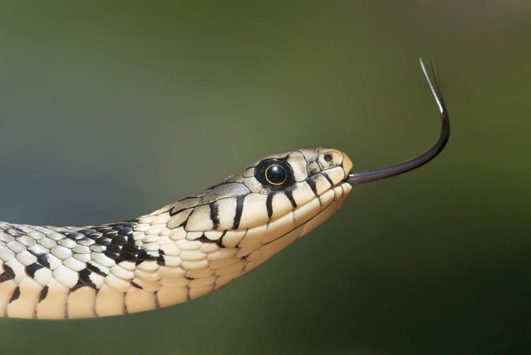 Are you ready to own a pet snake?