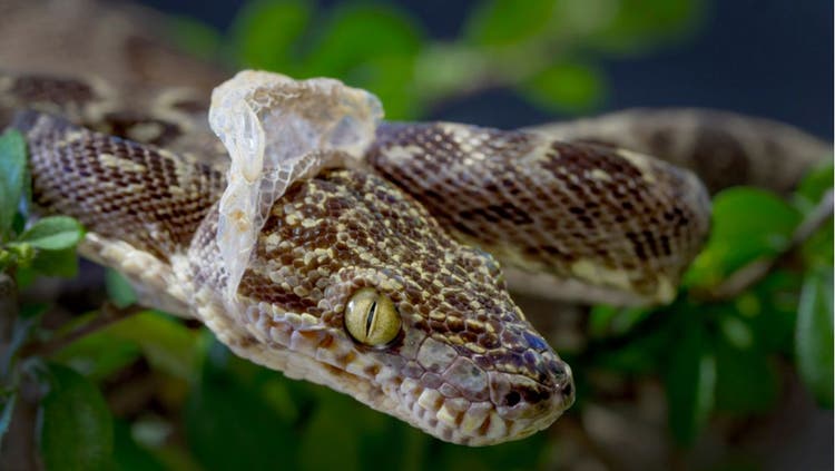 Snake Shedding