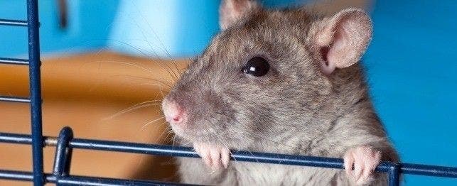A pet rat looks out of its cage.
