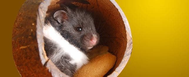 Can rats eat hamster and hot sale gerbil food