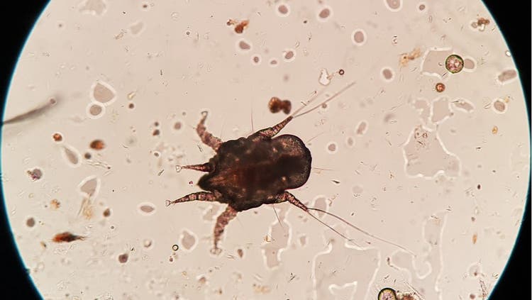 Ear Mites