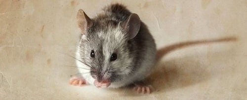 Choosing a Mouse PetPlace