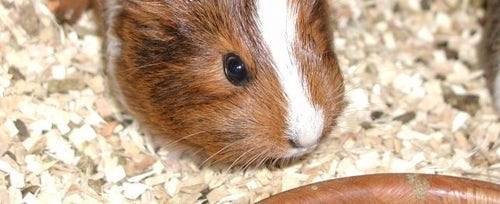 Gastrointestinal Stasis in Guinea Pigs PetPlace