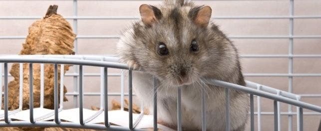 How big should a cage be for a deals dwarf hamster