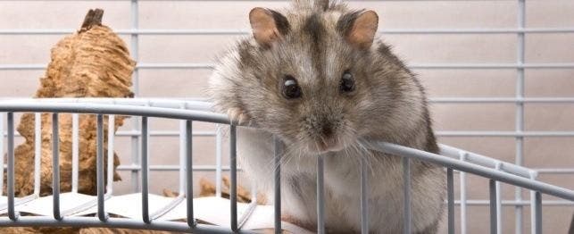 Information on Dwarf Hamsters