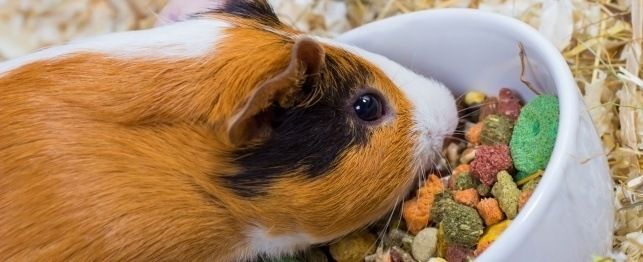 how to get your guinea pig to eat