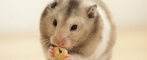 Syrian Hamster 101 - Breed Info And Care Sheet