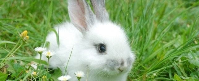 Adopting a Pet Rabbit PetPlace