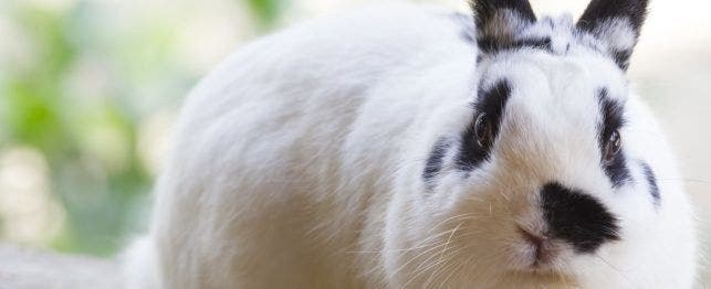 Venus the Bunny - Let's talk about bunny eyes today! Look into my eyes and  let's go on an educational journey! First off, bunny eye colors! Bunnies  can have 4 different eye