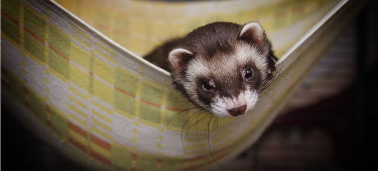 A fun ferret hanging out in their cage.