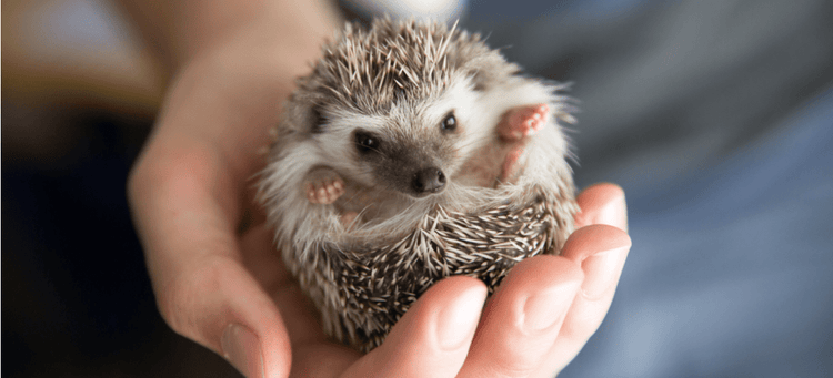 These tiny hedgehogs are the cutest things on Instagram.