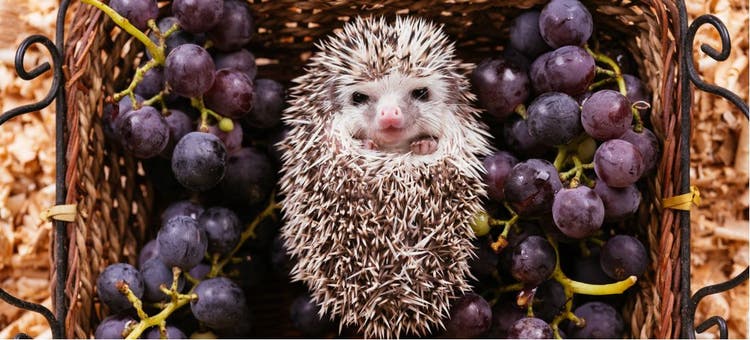 Health and wellness for African pygmy hedgehogs.