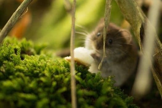 A hamster lounges in a lush, green setting.