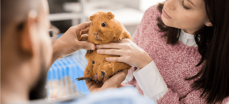 A guinea pig is examined by a veterinarian.