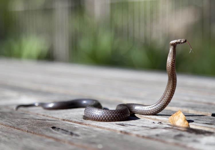 names for pet snakes