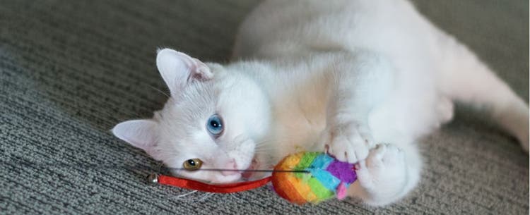 A cat plays with their favorite toy