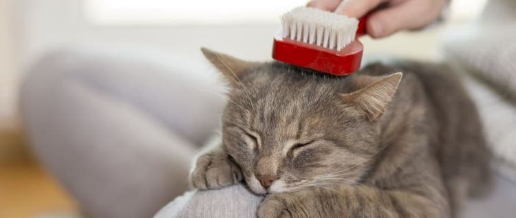 A cat relaxes during brushing.
