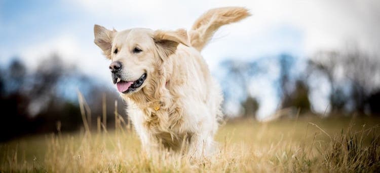 Dogs with hip dysplasia benefit from joint supplements.
