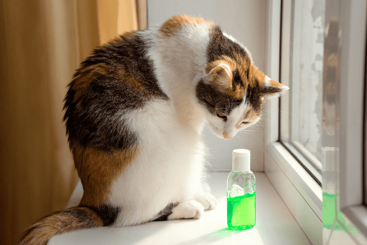 A cat sitting in a windowsill staring down at a small bottle of green hand sanitizer.
