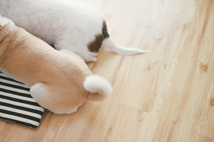 The hind quarters of two dogs, one tan dog with curled tail and a black-and-white dog with a straight tail.