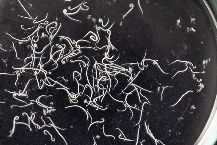 Hookworms being examined under a microscope.