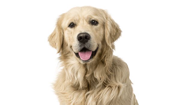 Pet Insurance: Pre Existing Conditions Coverage Explained PetPlace