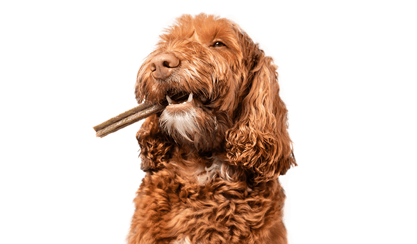 Brown curly-haired dog chewing a dental stick.