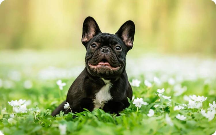 Black French Bulldog with a white chest patch sitting in a field of green grass and white flowers on a sunny day, with a blurred natural background.