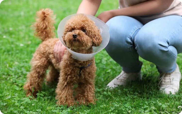 Small curly-haired dog wearing a cone collar on green grass, with a person crouching beside and gently holding it.