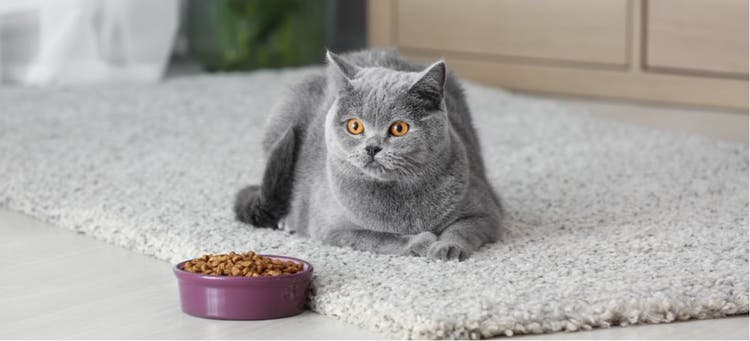 A cat rests near its food bowl.