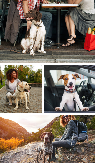 What Makes a City Dog Friendly?